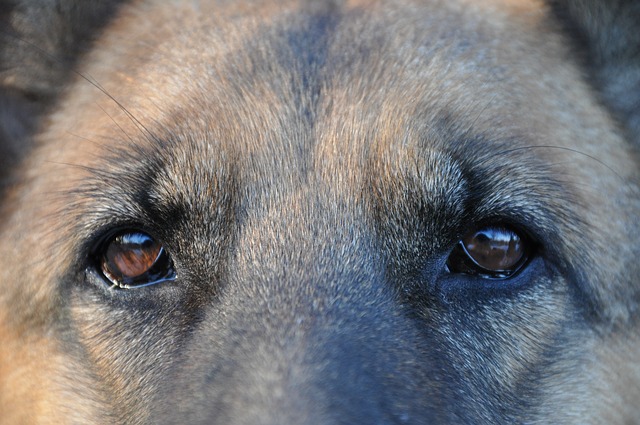 security dogs london