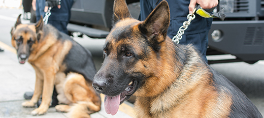 Plus Security - Dog Handling Security - K9 Security Dogs in Leeds